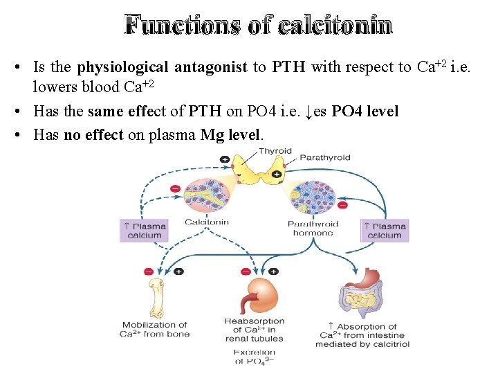 Functions of calcitonin • Is the physiological antagonist to PTH with respect to Ca+2