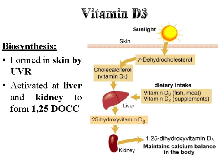 Vitamin D 3 Biosynthesis: • Formed in skin by UVR • Activated at liver