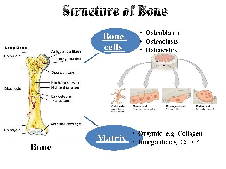 Structure of Bone cells Bone Matrix • Osteoblasts • Osteocytes • Organic e. g.