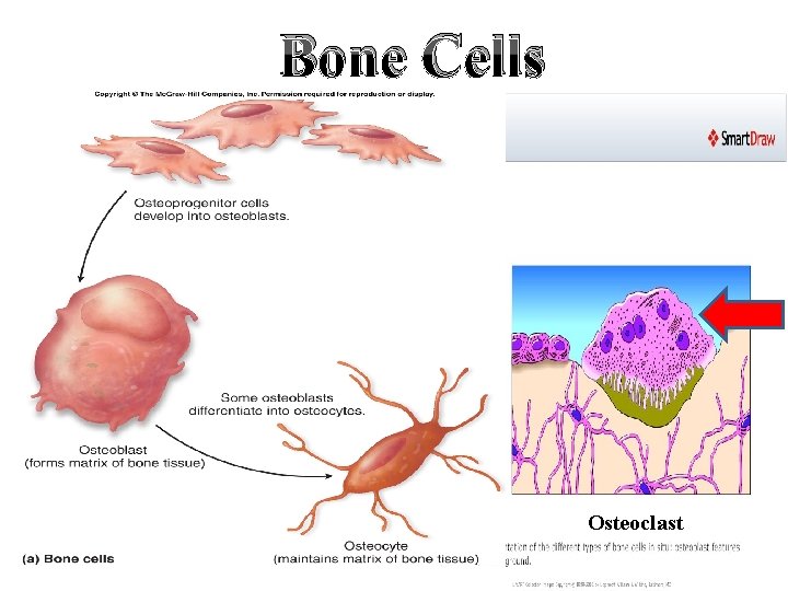 Bone Cells Osteoclast 
