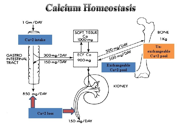 Calcium Homeostasis Ca+2 intake Unexchangeable Ca+2 pool Exchangeable Ca+2 pool Ca+2 loss 