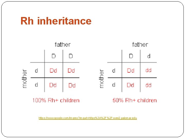 Rh inheritance https: //www. google. com/imgres? imgurl=https%3 A%2 F%2 Fwww 2. palomar. edu 