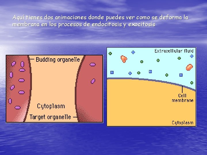 Aquí tienes dos animaciones donde puedes ver como se deforma la membrana en los