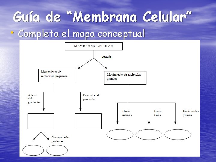 Guía de “Membrana Celular” • Completa el mapa conceptual 