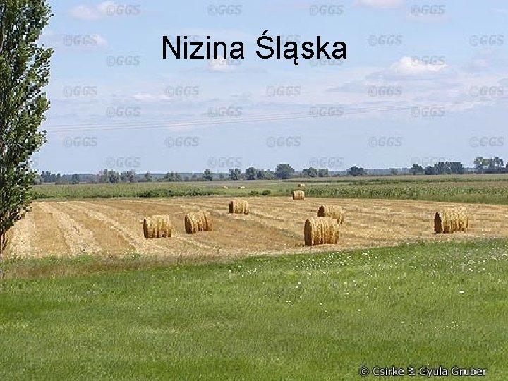 Nizina Śląska 