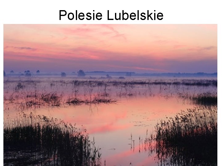 Polesie Lubelskie 