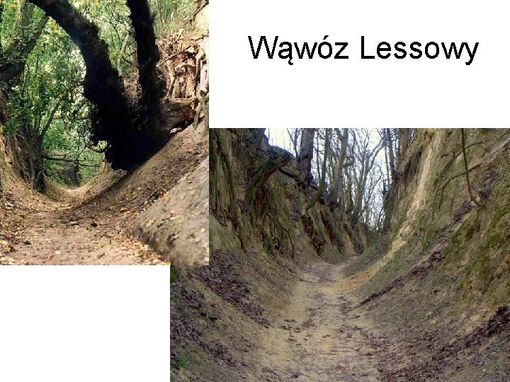 Wąwóz Lessowy 