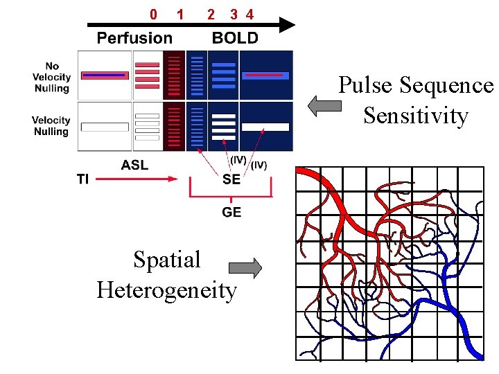 0 1 2 3 4 Pulse Sequence Sensitivity Spatial Heterogeneity 