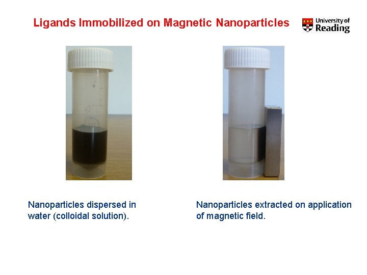 Ligands Immobilized on Magnetic Nanoparticles dispersed in water (colloidal solution). Nanoparticles extracted on application