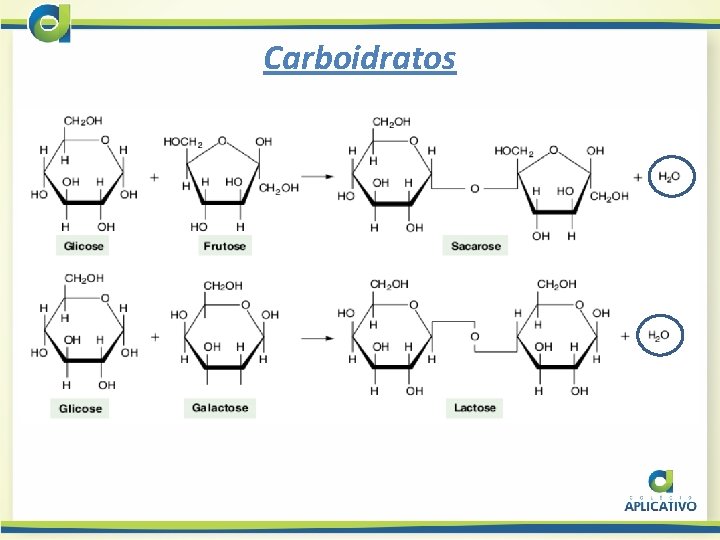 Carboidratos 