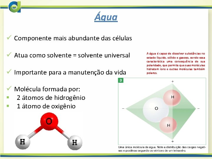 Água ü Componente mais abundante das células ü Atua como solvente = solvente universal