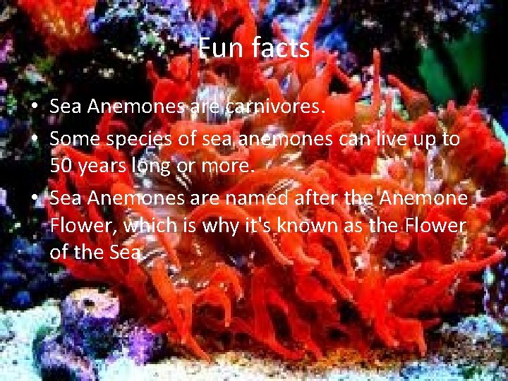 Fun facts • Sea Anemones are carnivores. • Some species of sea anemones can