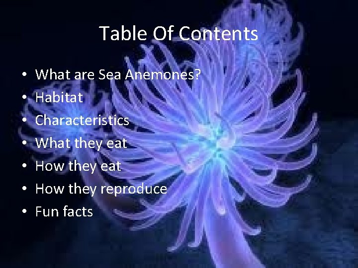 Table Of Contents • • What are Sea Anemones? Habitat Characteristics What they eat