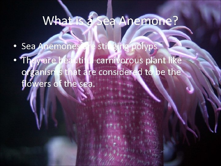 What is a Sea Anemone? • Sea Anemones are stinging polyps • They are