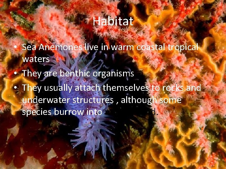 Habitat • Sea Anemones live in warm coastal tropical waters • They are benthic