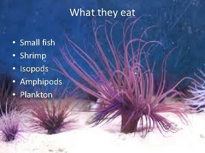 What they eat • • • Small fish Shrimp Isopods Amphipods Plankton 