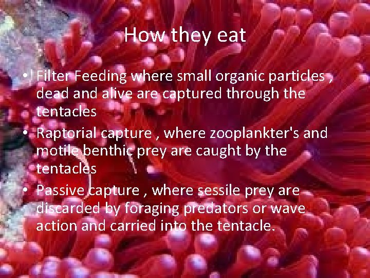 How they eat • Filter Feeding where small organic particles , dead and alive