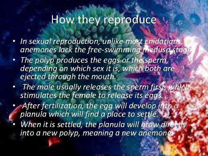 How they reproduce • In sexual reproduction, unlike most cnidarians, anemones lack the free-swimming