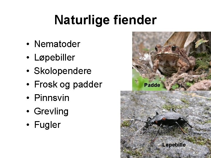 Naturlige fiender • • Nematoder Løpebiller Skolopendere Frosk og padder Pinnsvin Grevling Fugler Padde