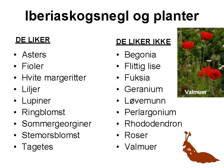 Iberiaskogsnegl og planter DE LIKER IKKE • • • • • Asters Fioler Hvite