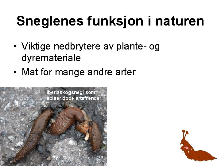 Sneglenes funksjon i naturen • Viktige nedbrytere av plante- og dyremateriale • Mat for