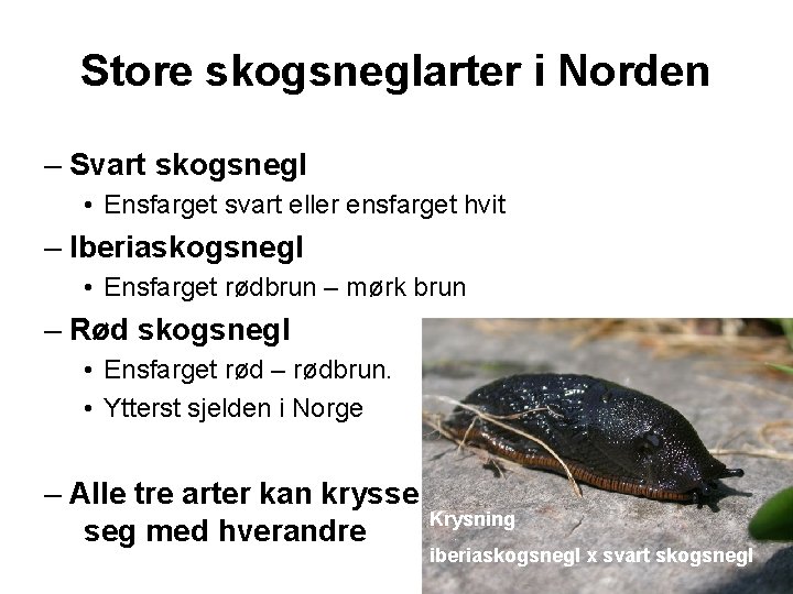 Store skogsneglarter i Norden – Svart skogsnegl • Ensfarget svart eller ensfarget hvit –