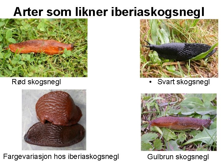 Arter som likner iberiaskogsnegl Rød skogsnegl Fargevariasjon hos iberiaskogsnegl • Svart skogsnegl Gulbrun skogsnegl