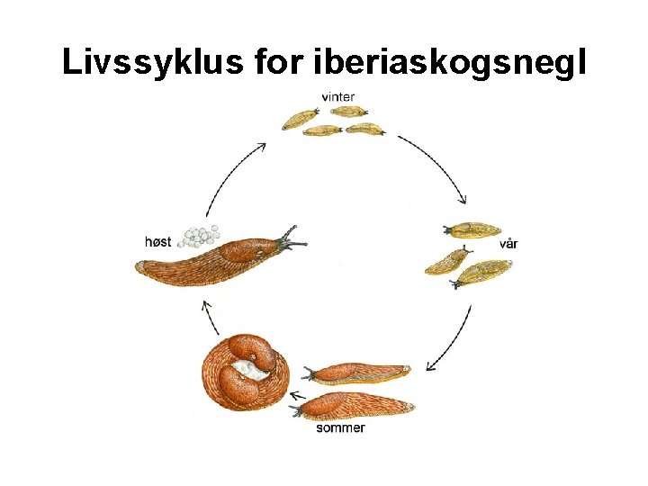 Livssyklus for iberiaskogsnegl 