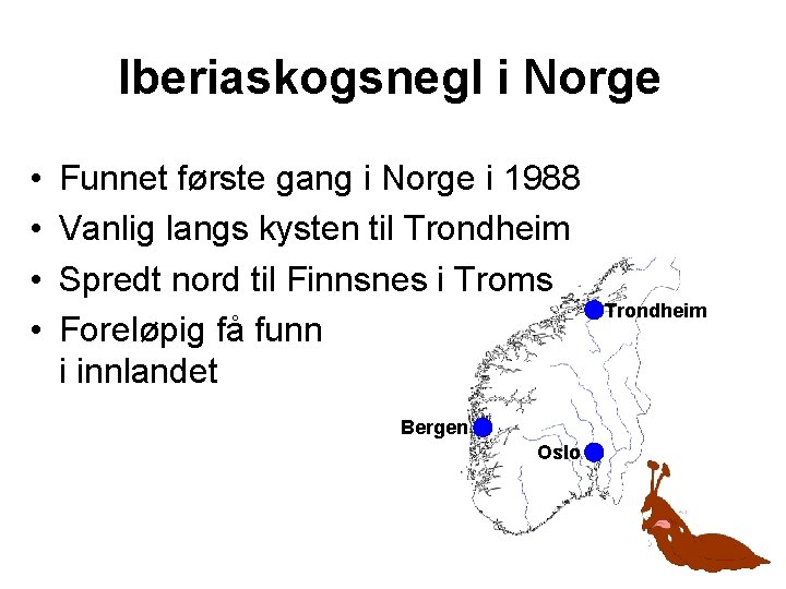 Iberiaskogsnegl i Norge • • Funnet første gang i Norge i 1988 Vanlig langs