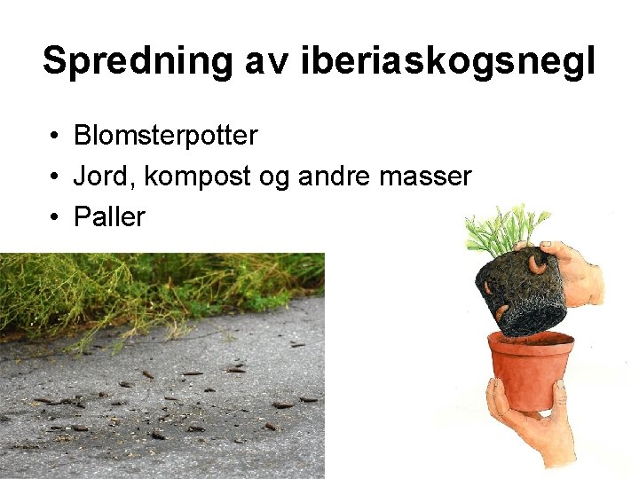 Spredning av iberiaskogsnegl • Blomsterpotter • Jord, kompost og andre masser • Paller 