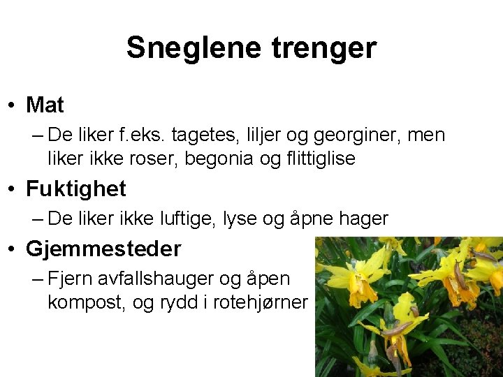 Sneglene trenger • Mat – De liker f. eks. tagetes, liljer og georginer, men