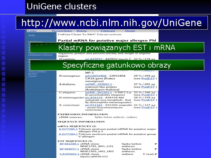 Uni. Gene clusters http: //www. ncbi. nlm. nih. gov/Uni. Gene Klastry powiązanych EST i