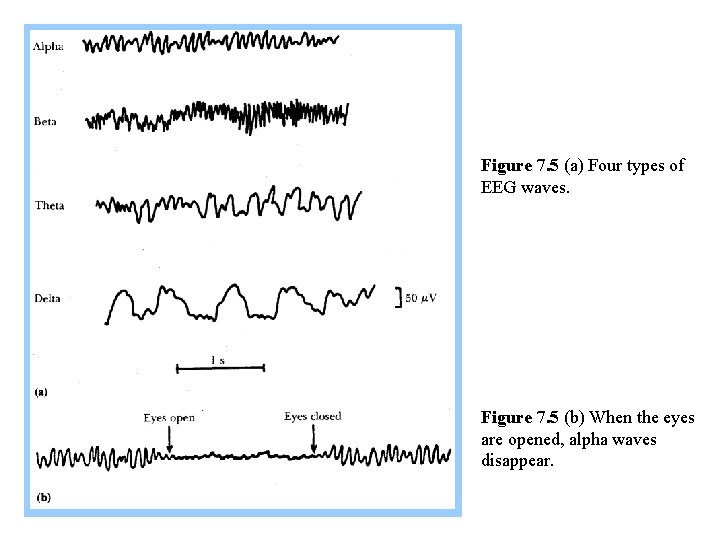 Figure 7. 5 (a) Four types of EEG waves. Figure 7. 5 (b) When