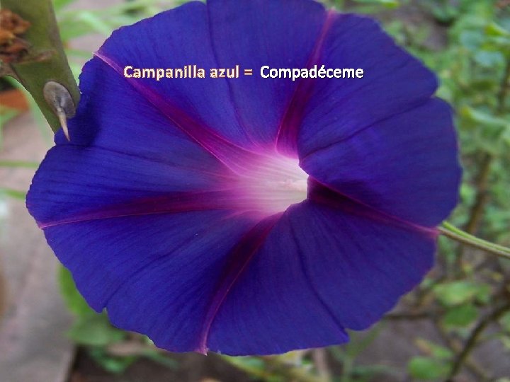 Campanilla azul = Compadéceme 