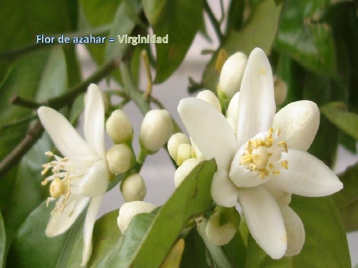 Flor de azahar = Virginidad 