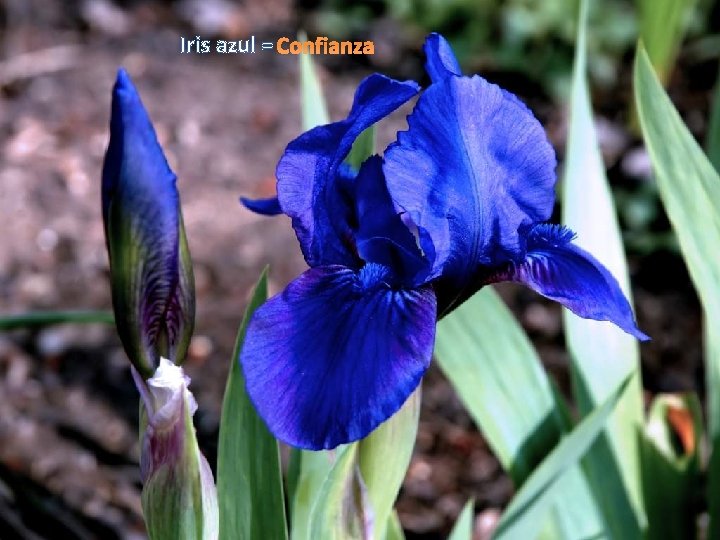 Iris azul = Confianza 