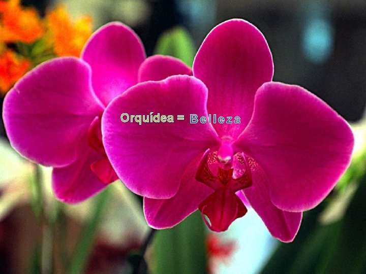 Orquídea = 