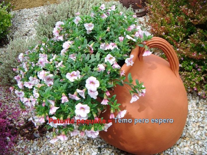 Petunia pequeña = Temo pero espero 