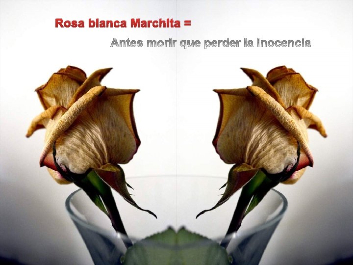Rosa blanca Marchita = 