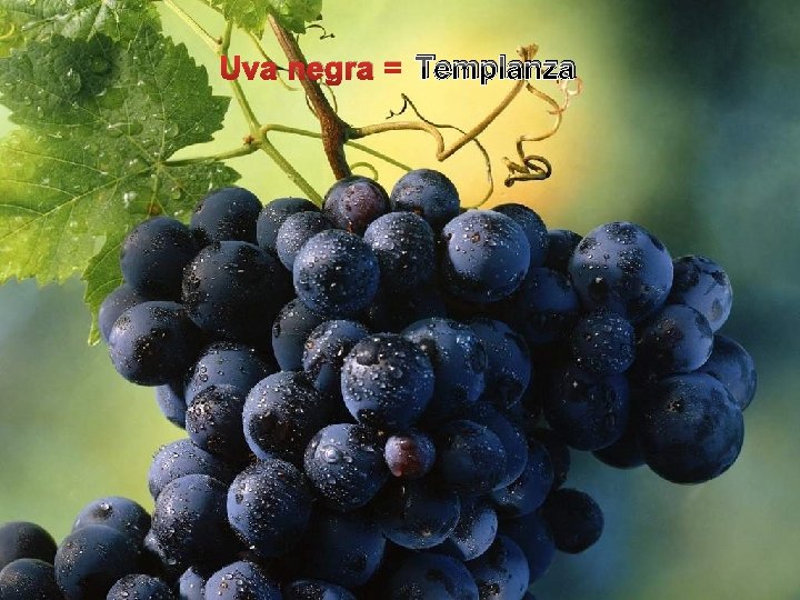 Uva negra = Templanza 