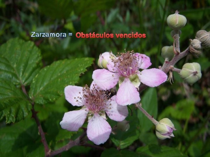 Zarzamora = Obstáculos vencidos 