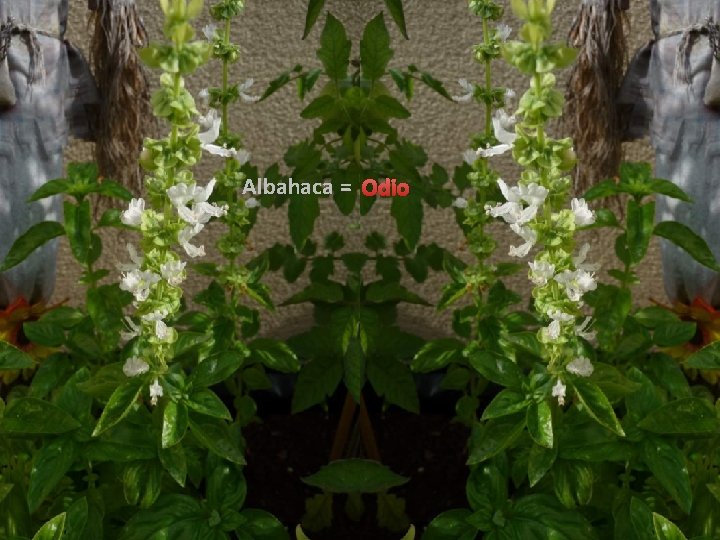 Albahaca = Odio 