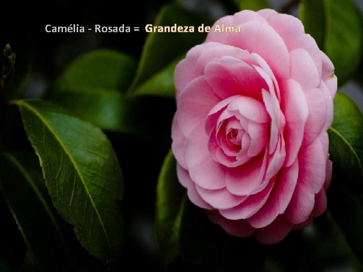 Camélia - Rosada = Grandeza de Alma 