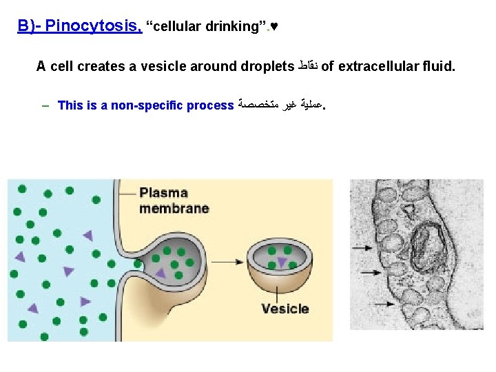 B)- Pinocytosis, “cellular drinking”. ♥ A cell creates a vesicle around droplets ﻧﻘﺎﻁ of