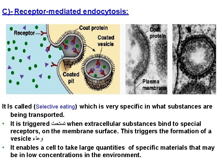 C)- Receptor-mediated endocytosis: It Is called (Selective eating) which is very specific in what