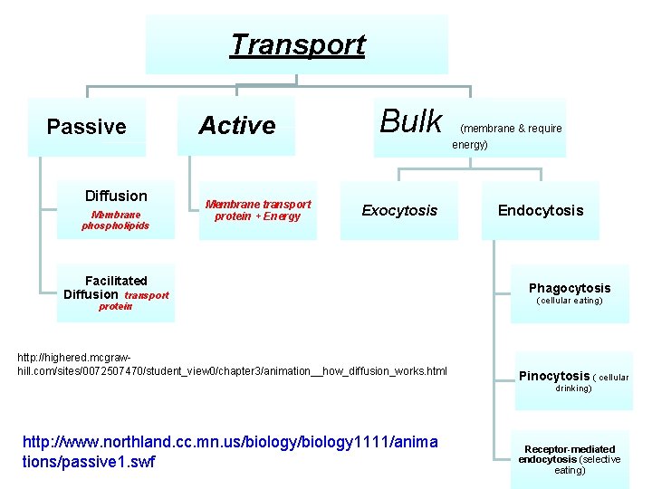 Transport Passive Diffusion Membrane phospholipids Active Membrane transport protein + Energy Bulk Exocytosis Facilitated