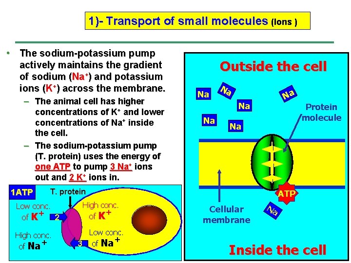 1)- Transport of small molecules (Ions ) • The sodium-potassium pump actively maintains the