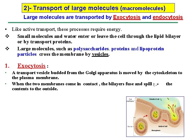 2)- Transport of large molecules (macromolecules) Large molecules are transported by Exocytosis and endocytosis