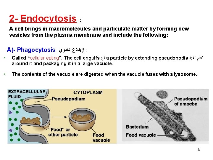 2 - Endocytosis : A cell brings in macromolecules and particulate matter by forming