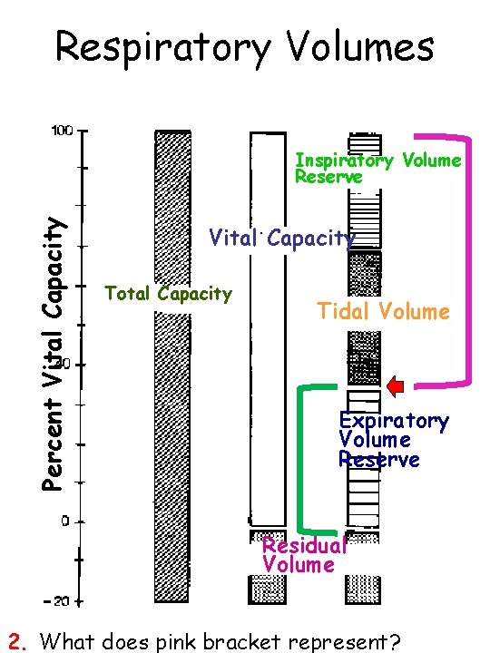 Respiratory Volumes Percent Vital Capacity Inspiratory Volume Reserve Vital Capacity Total Capacity Tidal Volume